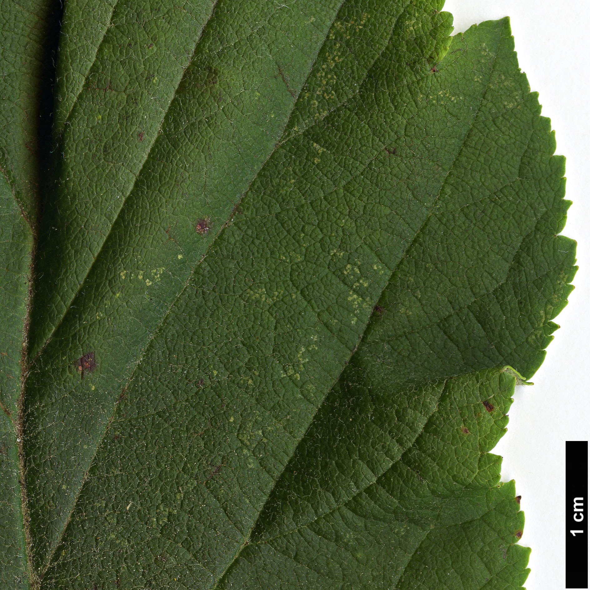 High resolution image: Family: Rosaceae - Genus: Malus - Taxon: yunnanensis - SpeciesSub: var. veitchii High resolution image: Family: Rosaceae - Genus: Malus - Taxon: yunnanensis - SpeciesSub: var. veitchii